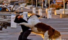 卓伟爆料狗咬人视频播放,狗咬人事件视频引发热议