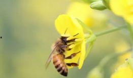 蜜蜂爆料成果有哪些呢视频,视频揭秘精彩瞬间