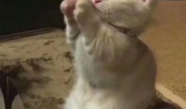 网红吃瓜事件完整视频,全程回顾，揭秘幕后真相