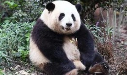 网红爆料大熊猫视频大全,视频大全带你领略国宝风采