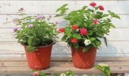 最新散兵爆料图片高清视频,高清图片与视频揭秘神秘角色与技能