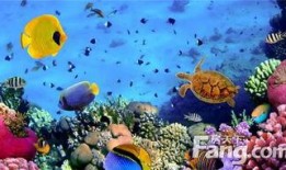 海洋之眼爆料视频大全,视频大全深度解析