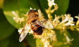 蜜蜂爆料成果有哪些呢视频,视频揭秘精彩瞬间