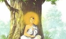 菩提树下在线观看,探寻禅宗智慧，在线感悟人生真谛