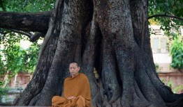 菩提树下在线观看,探寻禅宗智慧，在线感悟人生真谛