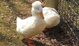 安利鸭爆料视频,带你一探究竟