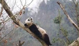 网红爆料大熊猫视频大全,视频大全带你领略国宝风采