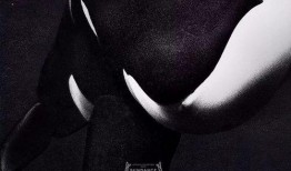 黑鲸在线观看,揭秘深海巨兽的惊悚传奇